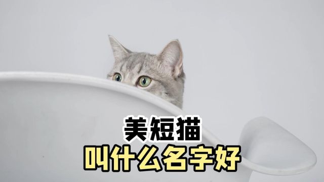 想给美短猫起名字,叫什么好呢?