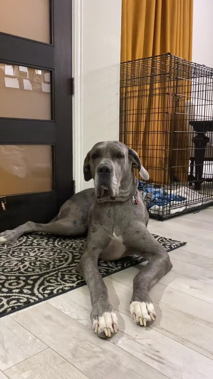 美国大丹犬,狗中巨型犬萌宠宠物