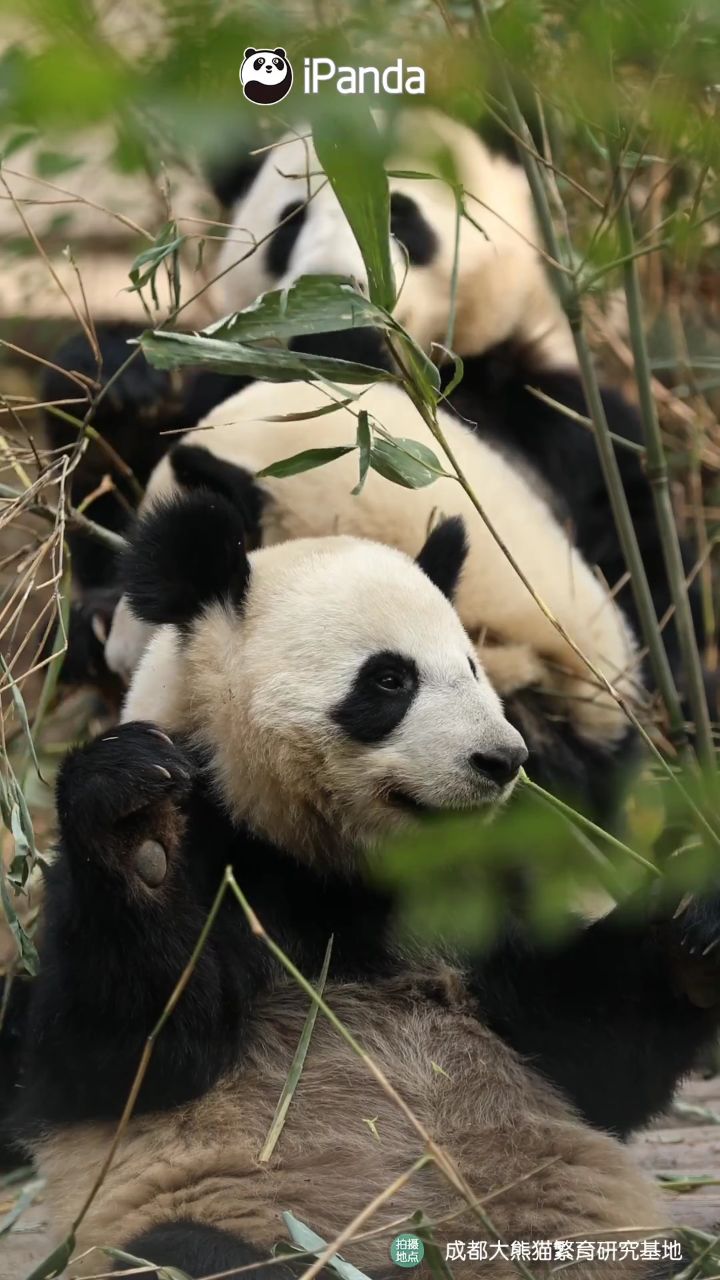 三只乖巧熊猫幼崽排排坐吃竹子(来源:ipanda熊猫频道)