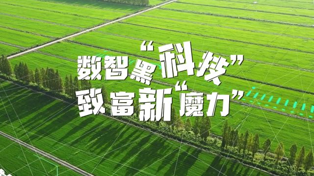 乡村加“数”行 | 数智黑科技 致富新魔力