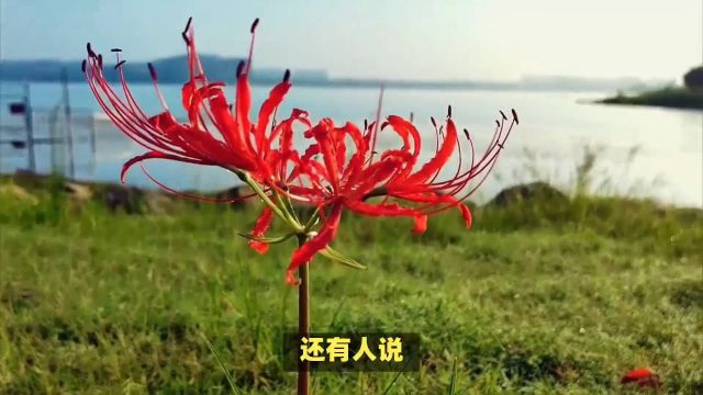 “死亡之花”彼岸花的花语和寓意