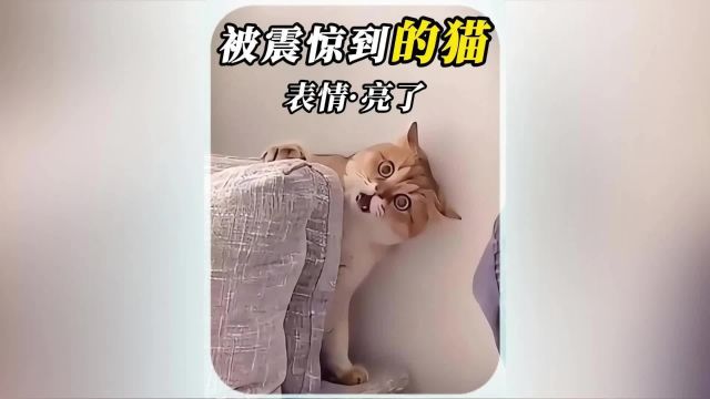 被震惊的猫咪,表情亮了,我笑了震惊的小猫 震惊 猫咪的迷惑行为 猫成精 记录猫咪日常