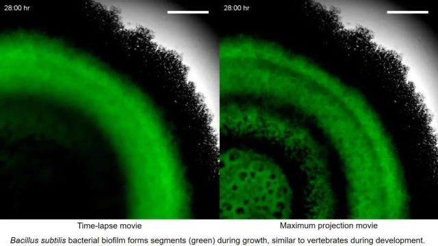 《细胞》:颠覆传统认知!细菌的生长模式,远比想象中更复杂