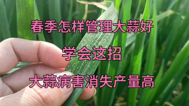 春季怎样管理大蒜好?学会这招,大蒜病害消失产量高