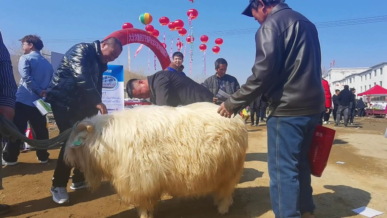 优质种羊图片