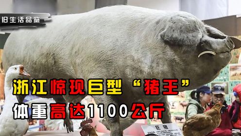 浙江惊现巨型“猪王”，体重高达1100公斤，最后被活活胖死_高清1080P在线观看平台_腾讯视频