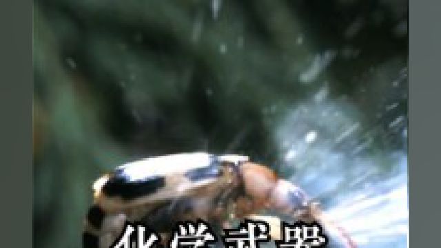 昆虫的化学武器