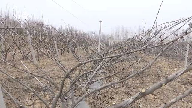 滨州市博兴县城东街道:技术进田园 科技助丰收