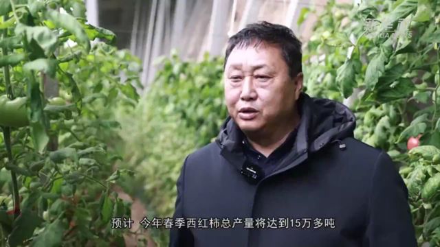 河南内黄:3万亩大棚西红柿采摘上市