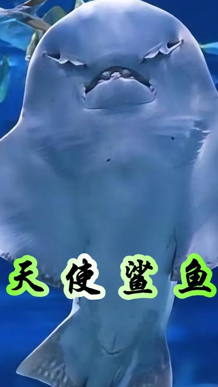 天使鲨善于伪装隐藏,给予猎物致命一击