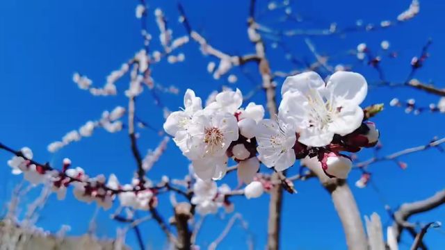 滨州邹平市:一缕春色杏花开