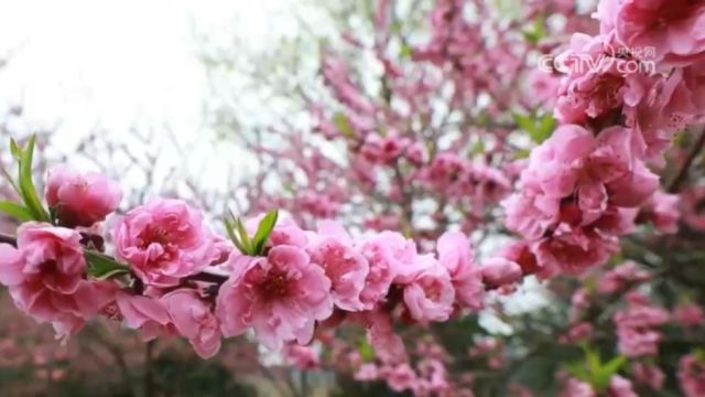 江西武宁:桃花红,游人如织赏春光