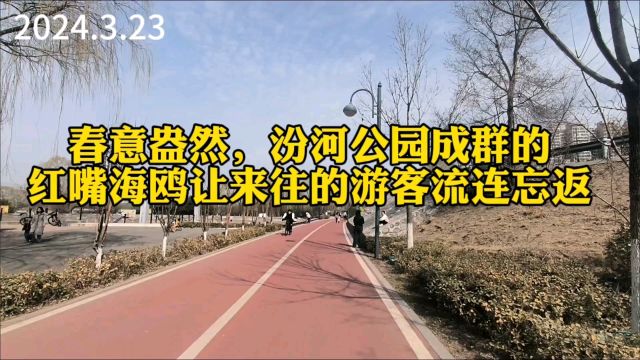 汾河公园,热闹的场景,一群飞来的红嘴海鸥