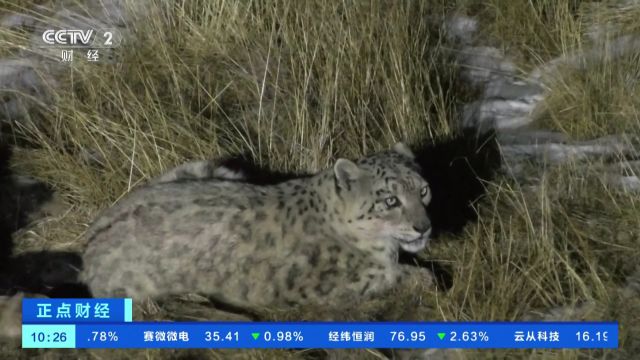 青海天峻:“雪山之王”雪豹带三娃觅食