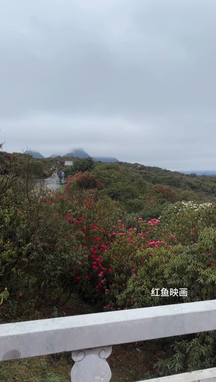 美哭了!贵州百里杜鹃惊艳绽放,每一处都是惊艳时光的绝美风景!