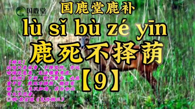 每天一个鹿成语,一百天后你将与鹿为友#总有一只梅花鹿是你的最爱