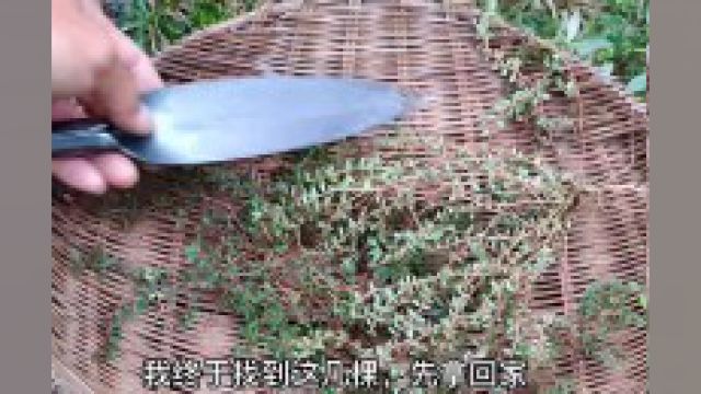 农村的这种植物,有村民常采摘,有人叫它奶浆草、地锦草、雪见愁