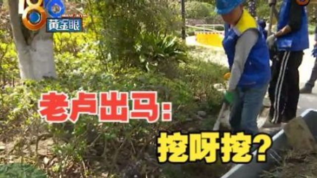 老卢出马:田园牧歌的“挖呀挖”