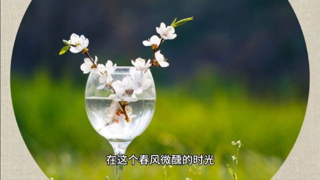 樱花烂漫几多时,恰是微醺春风日.