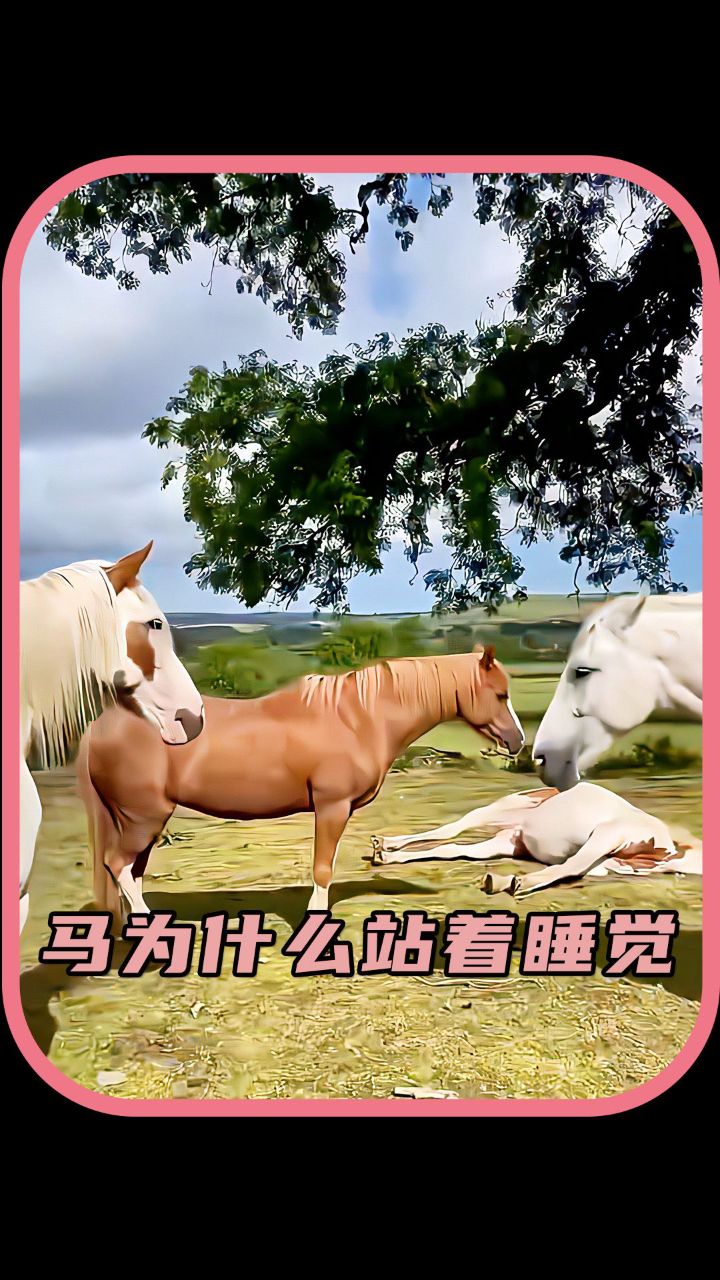 马儿为什么要站着睡觉?