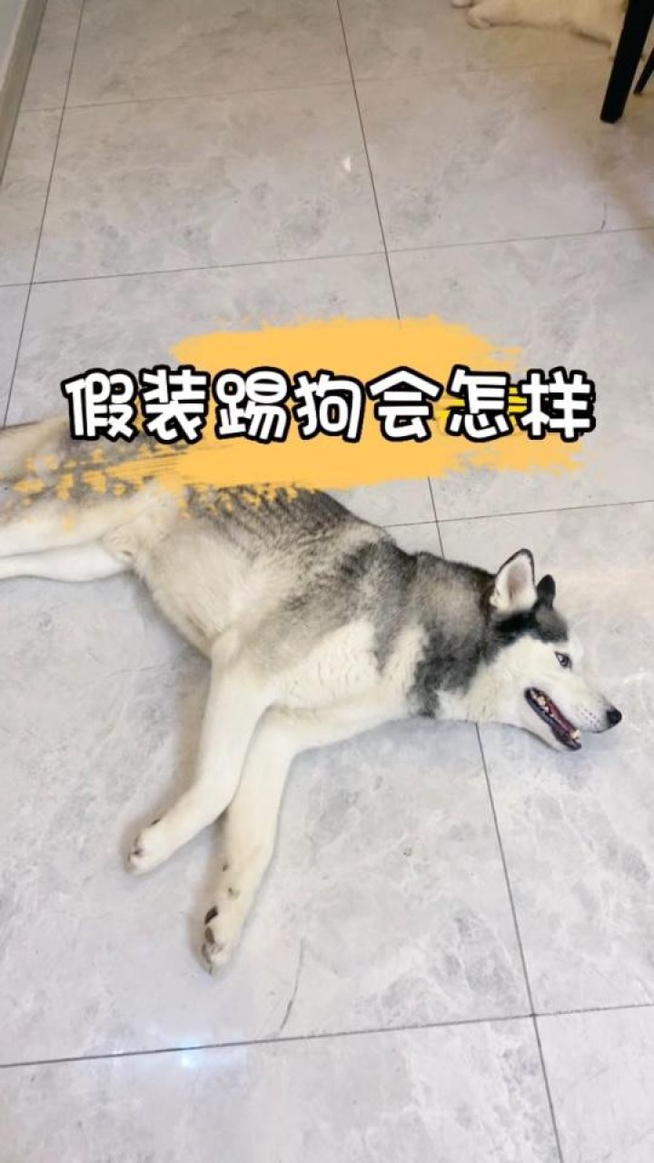 二哈:我想换个家#哈士奇