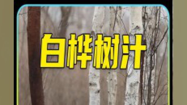 为什么白桦树汁被称为“液体黄金”?宿醉或者熬夜后喝一杯它,别提会有多舒服!白桦树汁好喝不贵谁懂啊真的很好喝