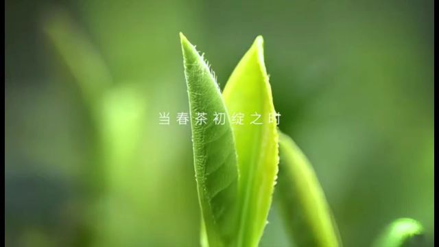 曦瓜大红袍,4月11日来喊山