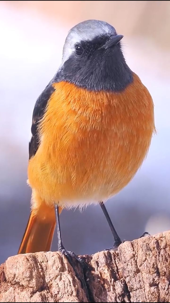 一只雄性北红尾鸲鸟