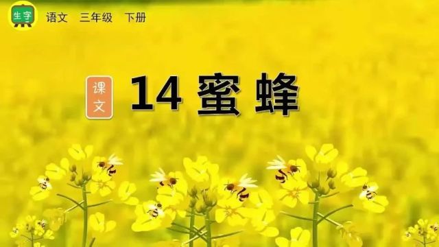 【三下语文】第14课《蜜蜂》预习复习(仅供参考)