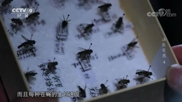 人物|纪录片《法医宋慈》6集(全)世界法医学鼻祖,法医学之父