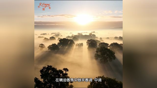 胡萝卜籽精油|温和友好 美成白月光