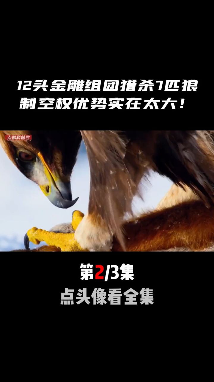 12头金雕猎杀7匹狼,野狼群彻底成"腹中餐",制空权优势太大#金雕杀狼