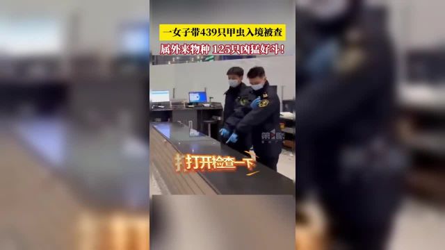 经鉴定这批甲虫包含了 11 种不同种类属于外来物种其中数量最多的橘背叉角锹甲性格凶猛好斗!