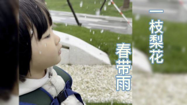 梨花颂:一枝梨花春带雨