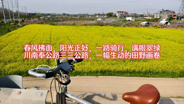 春风拂面阳光正好一路骑行川南奉公路三三公路一幅生动的田野画卷