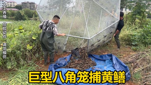 自制巨型八角笼捕黄鳝,花4600抓黄鳝,看看一天能上多少货