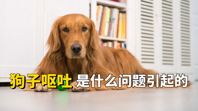 狗子呕吐会由什么问题引起呢?这几种最常见!