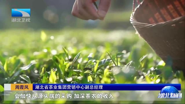 春日观“茶”室 “湖北茶”进入新茶饮赛道