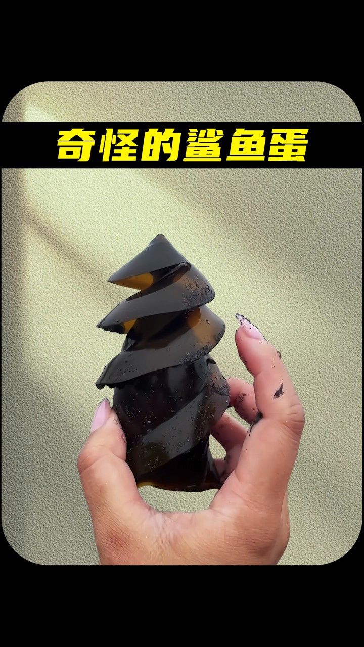 奇怪的鲨鱼蛋
