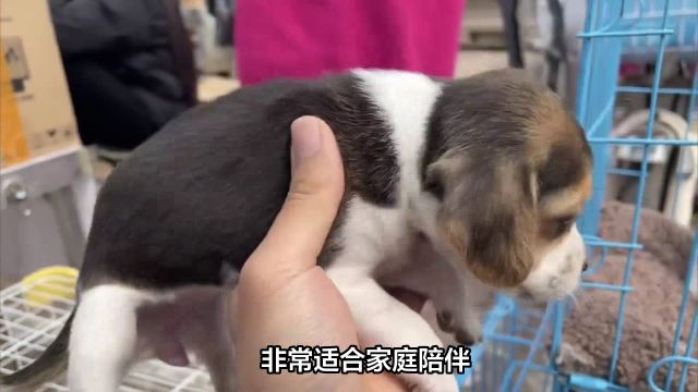 比格犬:常见病,对家庭环境、空间大小、生活费用的要求!