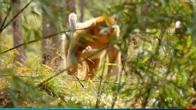 陕西:国家一级保护动物,秦岭野生金丝猴群下山“赶竹”