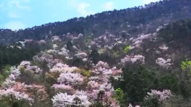 江西:花香四溢,山间鲜花盛开,处处春景如画