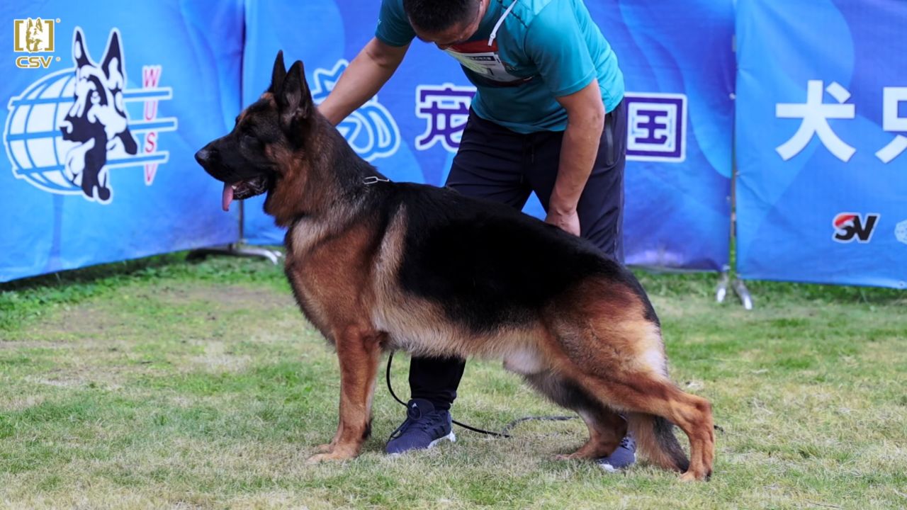 2023年csv德国牧羊犬福建地方展青年公犬组sg7犬只讲评