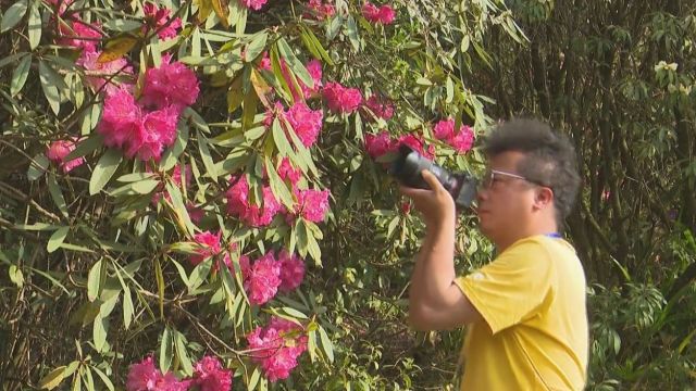 百里杜鹃:“赏花经济” 助推乡村振兴