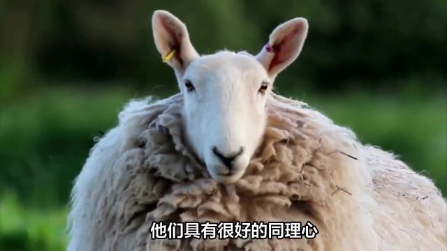 生肖属羊人:温和善良与命运