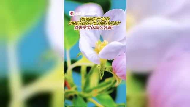 都知昭通苹果甜清香美丽的苹果花你见过吗?