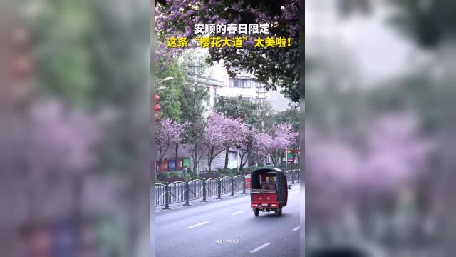 安顺的春日限定~这条“樱花大道”太美啦! (记者 何晓璇 制作 莫欣欣)