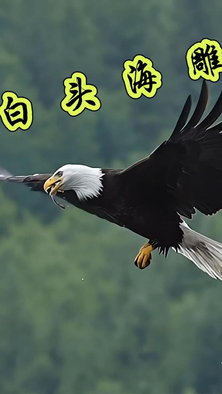 白头海雕捕鱼精彩瞬间