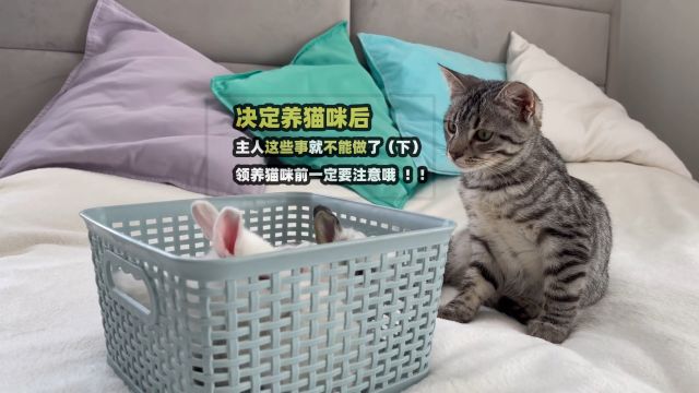 决定养猫咪后,这些事就不能做了,领养猫咪前一定要注意哦(下)