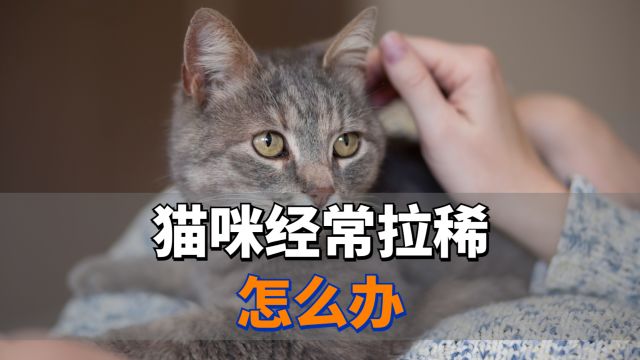 猫咪经常拉稀怎么办?这4个方法解决!